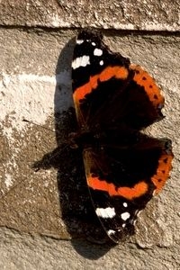 De donkere delen op de vleugel en achterlijf absorberen de warme zonnestralen optimaal (foto: Kars Veling)