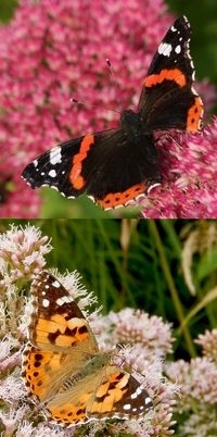 Atalanta (boven) en distelvlinder zijn trekvlinders die nu nog flink bijtanken (foto’s: Kars Veling)