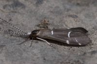 Athripsodes albifrons, met de typische witte dwarsstreepjes en witte kuif, is een zeldzame, maar onmiskenbare verschijning (foto: Koen Lock)