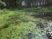 Het Hoornven in Averbode Bos en Heide na de beheerwerken (Foto: Luc Vervoort)