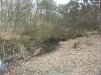 Het Hoornven in Averbode Bos en Heide voordat Natuurpunt beheerwerken startte (Foto: Luc Vervoort)