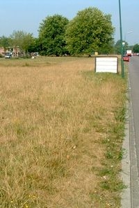 Op veel bedrijventerreinen is de ruimte en de potentie aanwezig voor schraal bloemrijk grasland (foto: Kars Veling)