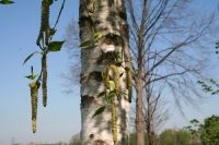 Bloeiende berk (foto: Arnold van Vliet)