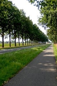 Op vrijwel alle eiken langs deze berm zaten een of meer plakkervrouwtjes (foto: Kars Veling)