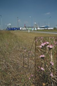 Echt duizendguldenkruid in één van de studiepopulaties in de Waaslandhaven (foto: Rein Brys)