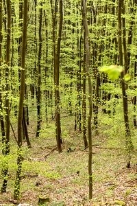 Tauvlinders vliegen vooral in de buurt van beukenbos (foto: Kars Veling)