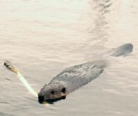 bever (© Vilmar Dijkstra)