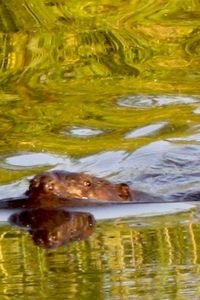 Bever als vlaggenschip (foto: Kars Veling)