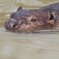 Bever (foto: Richard Witte van den Bosch)