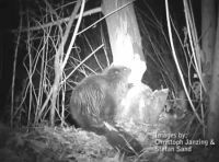 Bever knaagt boom om (foto: Stefan Sand en Christoph Janzing)