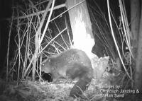 Bever werkt nog steeds aan de boom (foto: Stefan Sand en Christoph Janzing)