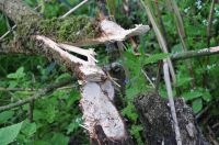 Bevervraat aan bomen (foto: Stefan Vreugdenhil)