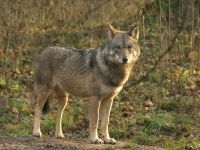 Voor het eerst in 100 jaar zou opnieuw een Wolf zijn gezien in ons land (foto van een wolf in Polen: Leo Linnartz)