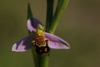 Bijenorchis (foto: Wout van der Slikke)