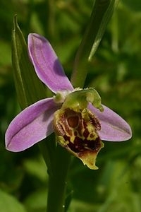 Draagvlak voor natuur en voor planten en dieren blijkt nog steeds erg groot (foto: Kars Veling)