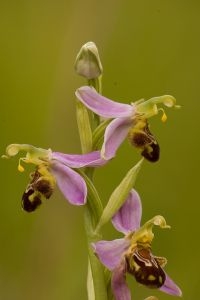 Bijenorchis (foto: Mark Meijrink)