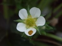 Bijenpoep op aardbeibloem (foto: Bram Cornelissen)