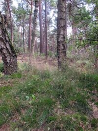 Geschikt natuurlandschap voor phegeavlinders (foto: Ellen Luijks)