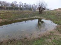 Poel waarin de bladpootkreeftjes voorjaar 2012 in de Rijnstrangen zijn gevangen (foto: Tonnie Woeltjes)