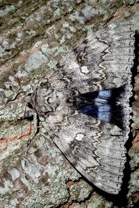 Het blauw weeskind uit het PWN-terrein (foto: Luc Knijnsberg)