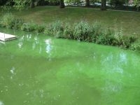 Blauwalgen in oppervlaktewater (foto: Wageningen University)