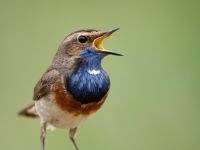 Blauwborst (foto: Jankees Schwiebbe)