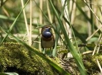 Blauwborst (foto: Willem van Raamsdonk)