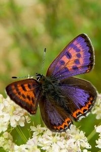 Blauwe vuurvlinder, een zeldzame en bedreigde vlinder van vochtige beekdalen (foto: Kars Veling)
