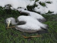 Dode jonge blauwe reiger in de winter van 2010-2011 (foto: Arjan Boele)