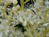 Moerasspirea bloemen (foto: Paul Busselen)