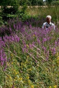 Bloemrijke plekken zoals hier met grote kattenstaart (foto: Kars Veling)