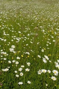 Bloemrijk grasland is goed voor vlinders en bijen (foto: Kars Veling)