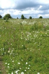 De bloemrijke Goilberdingerwaard (foto: Kars Veling)