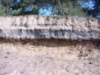 Bodemprofiel Wekeromse zand, gevoelig voor verzuring en stikstofdepositie (foto: Wieger Wamelink)