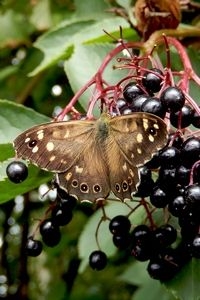 Bont zandoogjes komen ook af op (rottend) fruit, zoals hier vlierbessen (foto: Kars Veling)