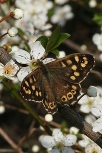 Bont zandoogje, popoverwinteraar, op sleedoorn (foto: Kars Veling)