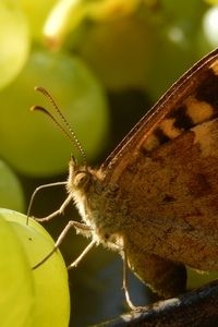 Bont zandoogje weet rot fruit prima te vinden. Hier een vrouwtje, met een dik achterlijf vol met eitjes (foto: Kars Veling)