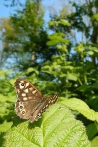 De eerste bont zandoogjes zijn er al, maar er komen er de komende tijd nog heel veel bij (foto: Kars Veling)