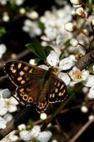 Bont zandoogje op sleedoorn (foto: Kars Veling)