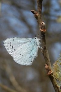 Zilverblauw met kleine zwarte vlekjes zijn kenmerkend voor boomblauwtje (foto: Kars Veling)