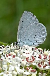 Boomblauwtje op kruidvlier (foto: Kars Veling)