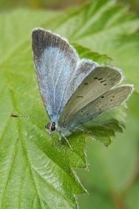 Het vrouwtje boomblauwtje is goed te herkennen aan het vele zwart in de vleugelpunt (foto: Kars Veling)