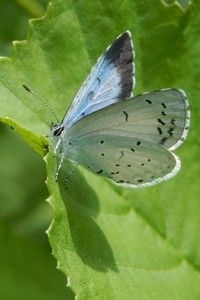 Vrouwtjes boomblauwtje zijn herkenbaar aan de grote zwarte vleugelpunt. Mannetjes zijn helemaal blauw van boven (foto: Kars Veling)