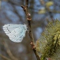 Vanaf 13 maart is boomblauwtje gezien (foto: Kars Veling)