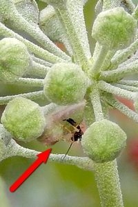 Een parasiet (sluipwesp) boort een eitje in de rups van boomblauwtje (foto: Kars Veling)