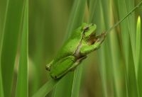 De Boomkikker floreert weer in de Limburgse natuurgebieden (foto: François Van Bauwel)