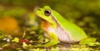 Ook zeldzame soorten zoals deze boomkikker zijn overgezet (foto: Jelger Herder)