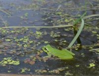 Voortplantingspoelen met helder water en veel waterplanten zijn uitermate geschikt voor de Boomkikker (foto: Marc Herremans)