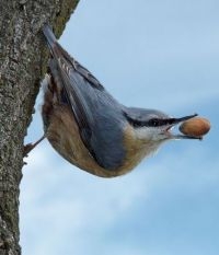 Boomklever (foto: Ab H. Baas)