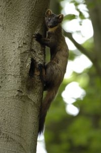 Boommarter op beuk (foto: Bram Achterberg) 